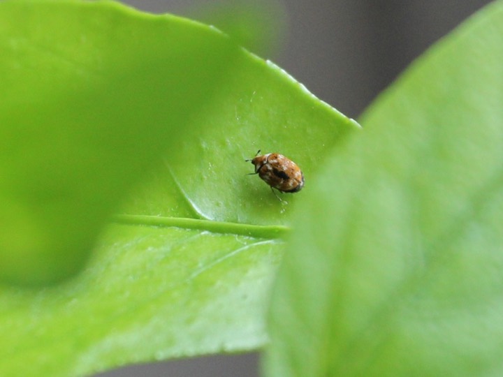 carpet beetle identification photo