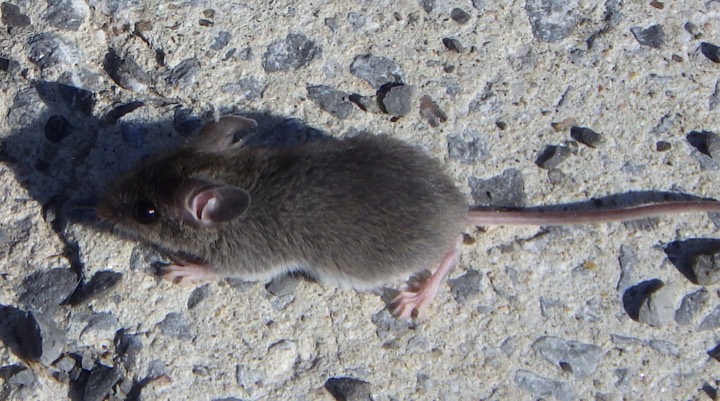 mouse identification photo