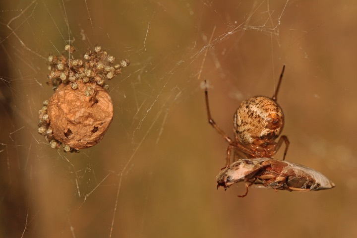 spider identification photo